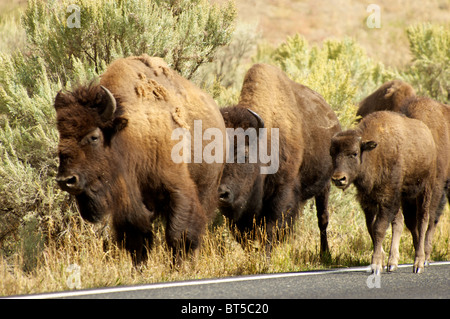 I bisonti americani (Bison bison) a piedi lungo la strada di Hayden a Yellowstone Foto Stock