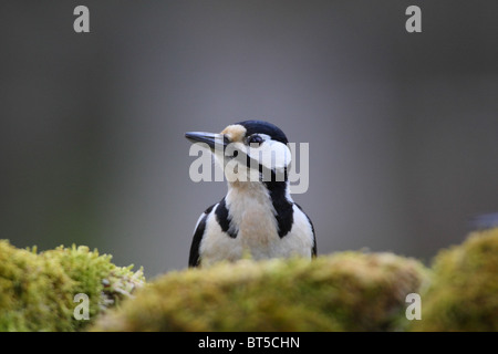 Ritratto di donna Picchio rosso maggiore (Dendrocopos major). Europa Foto Stock