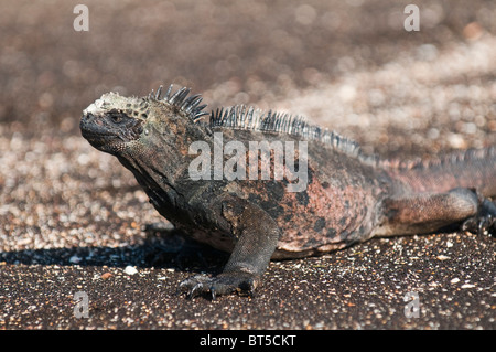 Isole Galapagos, Ecuador. Iguana marina (Amblyrhynchus cristatus), Porto Egas (James Bay) Isla Santiago (isola di Santiago). Foto Stock