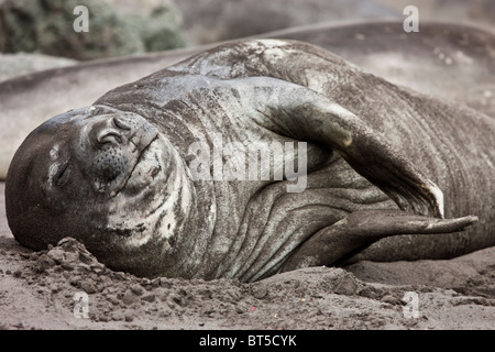 Le guarnizioni di tenuta di elefante, Hannah Point, Livingston Island, l'Antartide. Foto Stock