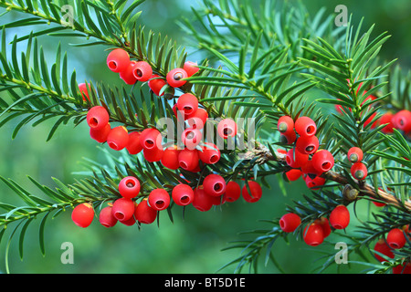 Yew Tree bacche rosse su un ramoscello Taxus baccata Foto Stock