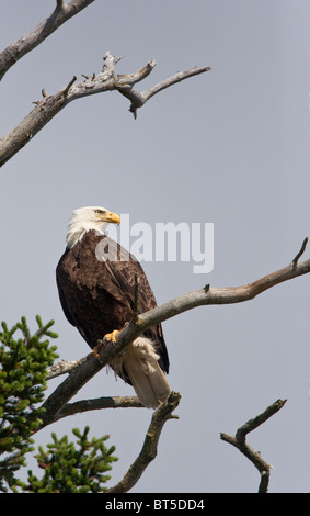 Un aquila calva presso il Parco Nazionale del Lago Clark, Alaska Foto Stock