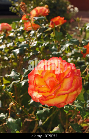 Il Tequila Sunrise ( Eurorose x tifone ) rose in piena fioritura in autunno Sussex Garden Regno Unito Foto Stock