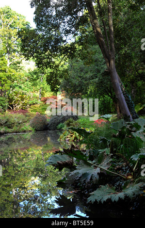 Il fogliame autunnale sul display in exbury gardens new forest Inghilterra Regno Unito Foto Stock