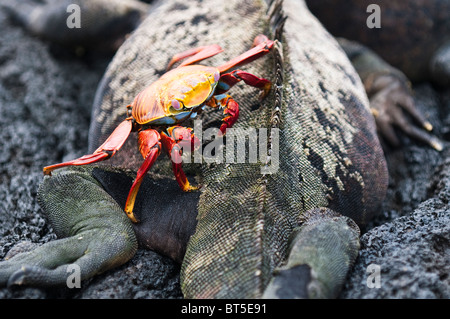 Isole Galapagos, Sally lightfoot crab e iguane marine, Ecuador. Punto di Espinosa, Isla Fernandina (Fernandina Island). Foto Stock