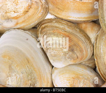 Strato di grande clam shell Foto Stock