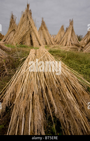 Reed-taglierine cantiere sulla pianura orientale della Ungheria, Hortobagy National Park, Est Ungheria Foto Stock