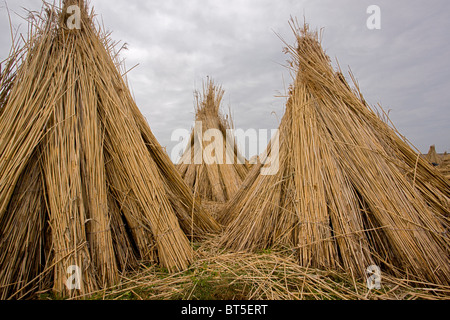 Reed-taglierine cantiere sulla pianura orientale della Ungheria, Hortobagy National Park, Est Ungheria Foto Stock