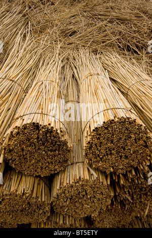 Reed-taglierine cantiere sulla pianura orientale della Ungheria, Hortobagy National Park, Est Ungheria Foto Stock