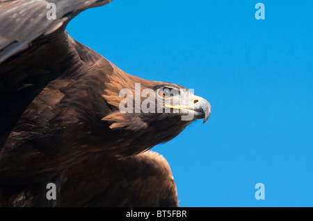 Aquila reale (Aquila chrysaetos) Foto Stock