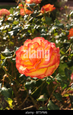 Il Tequila Sunrise ( Eurorose x tifone ) rose in piena fioritura in autunno Sussex Garden Regno Unito Foto Stock