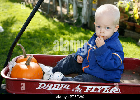 2 anno vecchio ragazzo in rosso Radio Flyer wagon con zucche. Foto Stock