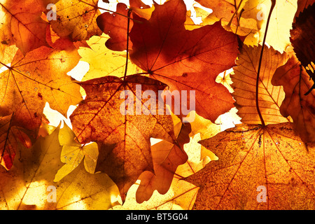 Autunno sfondo dalla caduta delle foglie. Foto Stock