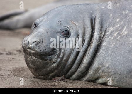 Le guarnizioni di tenuta di elefante, Hannah Point, Livingston Island, l'Antartide. Foto Stock