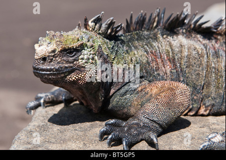 Isole Galapagos, Ecuador. Iguana marina (Amblyrhynchus cristatus), Porto Egas (James Bay) Isla Santiago (isola di Santiago). Foto Stock