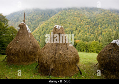 Il fieno stooks e autunno di crochi, con faggete autunnali al di là, in Piatra Craiulu monti Carpazi, Romania Foto Stock