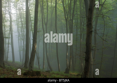 Vecchio misti di faggio e carpino foresta in early morning mist al Breite, Sigishoara, Romania Foto Stock