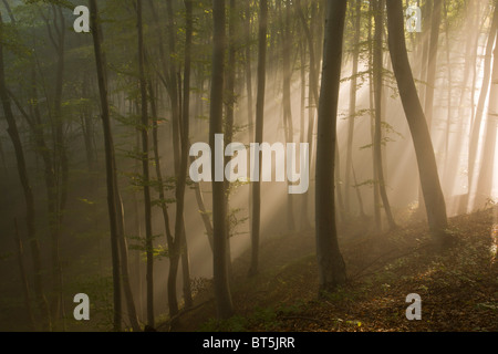 Vecchio misti di faggio e carpino foresta in early morning mist al Breite, Sigishoara, Romania Foto Stock