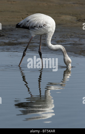 Bambino fenicottero maggiore (Phoenicopterus ruber) alla ricerca di cibo presso la costa della Namibia Foto Stock