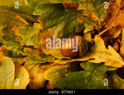 Acorn sul letto di foglie;Autunno;Acorn; Foto Stock