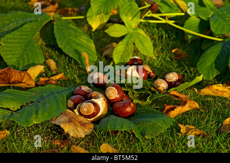 Primo piano di conker conker da alberi di castagno di cavallo in autunno (aesculus hippocastanum) Inghilterra Regno Unito GB Gran Bretagna Foto Stock