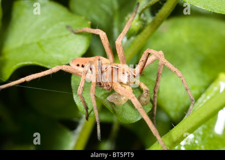 Vivaio maschio-web spider (Pisaura mirabilis). Powys, Wales, Regno Unito. Foto Stock