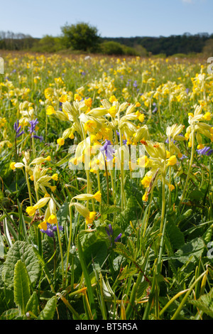 Cowslips (Primula veris) fioritura in un prato. Oxwich, Gower, Galles. Maggio. Foto Stock