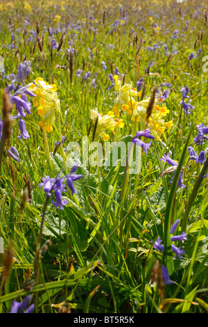 Cowslips (Primula veris) fioritura in un prato. Oxwich, Gower, Galles. Maggio. Foto Stock