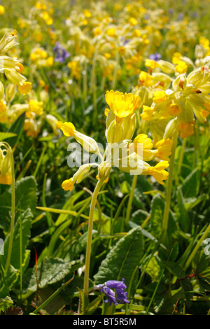 Cowslips (Primula veris) fioritura in un prato di Oxwich Riserva Naturale Nazionale. Il Gower, Galles. Foto Stock