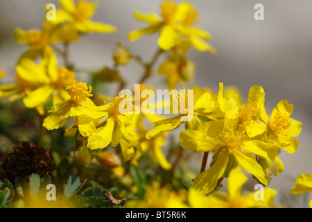 Annoso cisto (Helianthemum canum) fioritura. Il Gower, Galles. Foto Stock