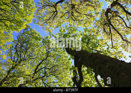 Esaminando la tettoia di sessili alberi di quercia (Quercus petraea) nel bosco aperto, all'inizio della primavera. Powys, Galles. Foto Stock