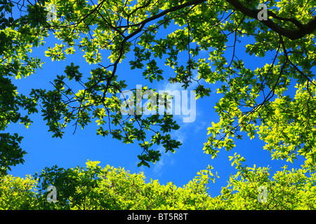 Esaminando la tettoia di sessili alberi di quercia (Quercus petraea) all'inizio della primavera. Powys, Galles. Foto Stock