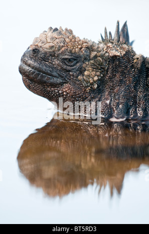 Isole Galapagos, Ecuador. Iguana marina (Amblyrhynchus cristatus), Porto Egas (James Bay) Isla Santiago (isola di Santiago). Foto Stock