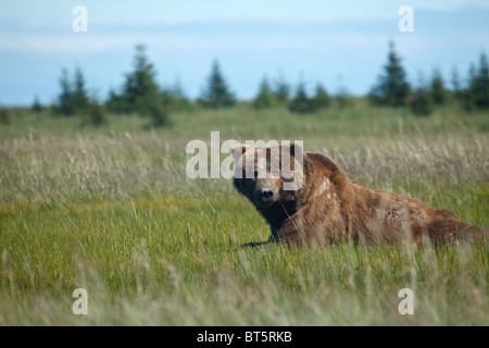 Un maschio alfa orso grizzly presso il Parco Nazionale del Lago Clark in Alaska Foto Stock