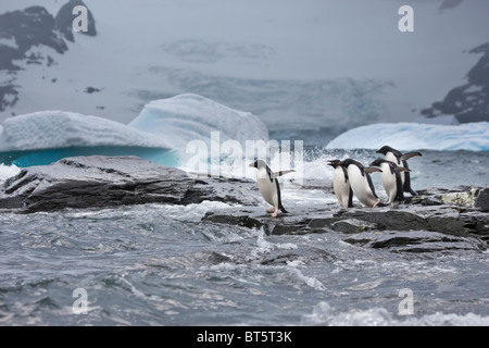 Adelie pinguini e iceberg a Shingle Cove, Incoronazione isola, a sud delle Isole Orkney, Oceano Meridionale Foto Stock