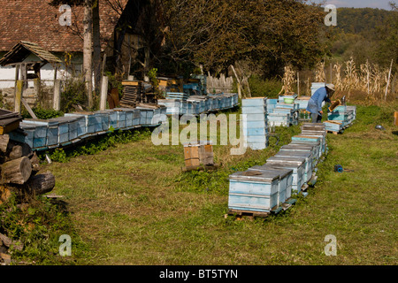 Apicoltore tra i suoi alveari nel vecchio villaggio sassone di Mesendorf, Transilvania, Romania Foto Stock