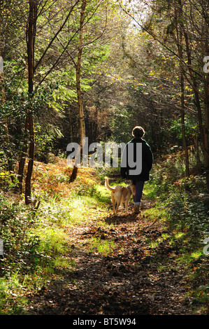 La signora e il cane a camminare su una strada forestale in autunno Charmouth foresta, Dorset, Regno Unito Ottobre 2010 Foto Stock