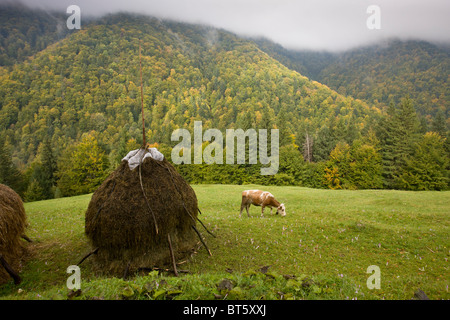 Giovani mucca pascolare tra hay stooks e autunno di crochi, faggete autunnali al di là, in Piatra Craiulu montagne, Romania Foto Stock