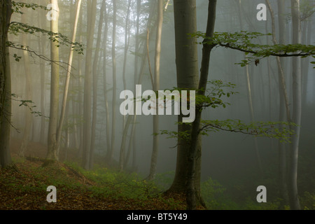 Vecchio misti di faggio e carpino foresta in early morning mist al Breite, Sigishoara, Romania Foto Stock