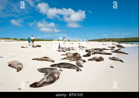 Isole Galapagos, Ecuador. Sea Lion (Zalophus wollebaeki), Baia Gardner, Isla Española (all'Isola Espanola o Cappa isola). Foto Stock