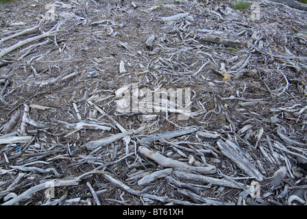 Il legno deriva astratta, invecchiato, antico, sfondo, spiaggia, vicino, closeup, costa, costiere, il decadimento, dettaglio, deriva, driftwood, ambientale Foto Stock
