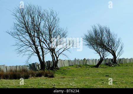 Snowdonia tree bandiera di pietra ardesia recinto vento invernale albero bruciato il galles Foto Stock