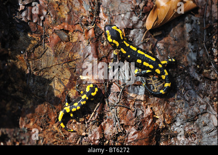 Salamandra pezzata (Salamandra salamandra terrestris) - Due campione di dimensioni differenti Foto Stock