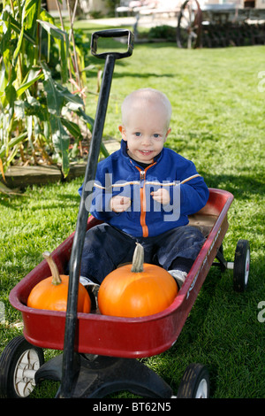 2 anno vecchio ragazzo in rosso Radio Flyer wagon con zucche. Foto Stock