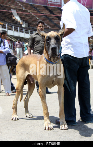 1 anno vecchio Alano cane Foto Stock