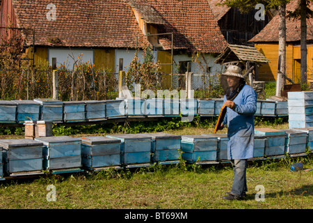 Apicoltore tra i suoi alveari nel vecchio villaggio sassone di Mesendorf, Transilvania, Romania Foto Stock