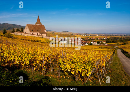 Hunawihr fortificata medievale chiesa di punto di riferimento all'interno di vigne dorate in autunno Francia Foto Stock