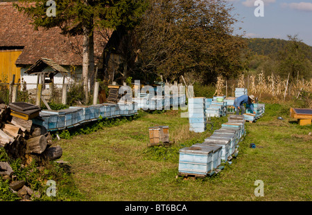 Apicoltore tra i suoi alveari nel vecchio villaggio sassone di Mesendorf, Transilvania, Romania Foto Stock