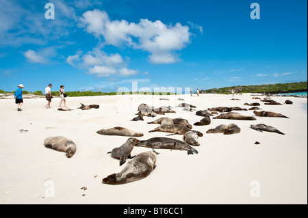 Isole Galapagos, Ecuador. Sea Lion (Zalophus wollebaeki), Baia Gardner, Isla Española (all'Isola Espanola o Cappa isola). Foto Stock