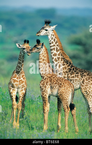 Masai Giraffe, (Giraffa camelopardalis) gruppo familiare, Serengeti National Park, Tanzania. Foto Stock